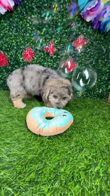 Female Cockapoo puppy named *Elenor* for sale at Puppy Dreams - Mansfield. video thumbnail
