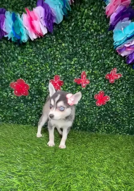 Female Alaskan Klee Kai puppy named *Barbara* for sale at Puppy Dreams - Mansfield. video thumbnail