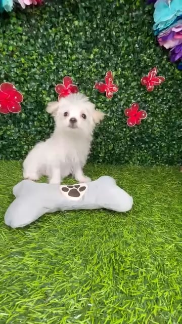 Female Maltese puppy named *Pearl* for sale at Puppy Dreams - Mansfield. video thumbnail