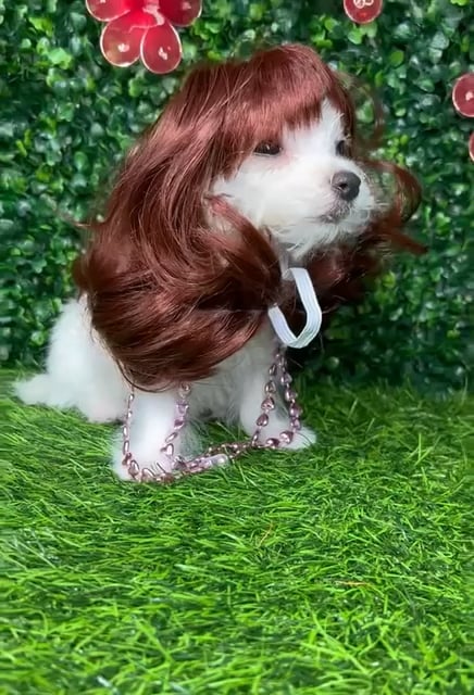 Female Maltese puppy named *Pearl* for sale at Puppy Dreams - Mansfield. video thumbnail