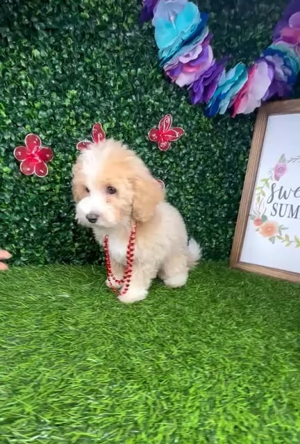 Female Bichon-Poodle puppy named *Carol Anne* for sale at Puppy Dreams - Mansfield. video thumbnail