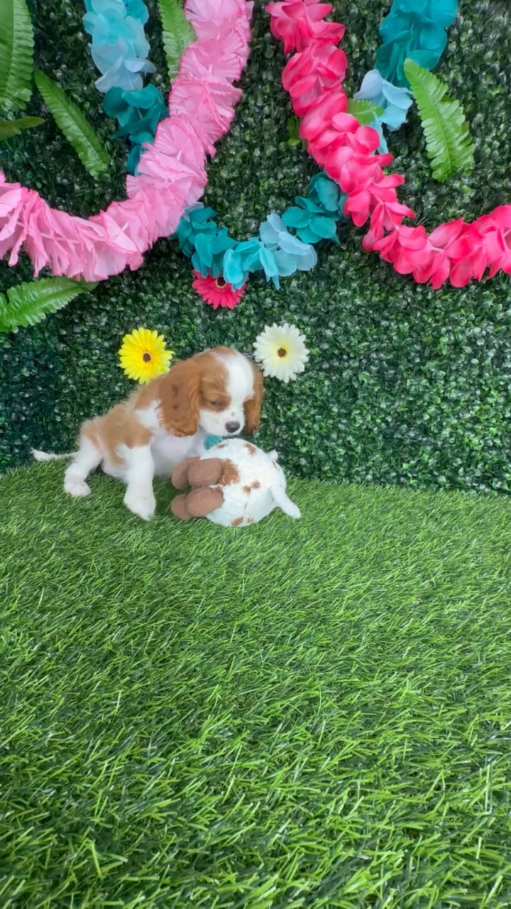 Male Cavalier King Charles Spaniel puppy named Jimmy Johns for sale at Puppy Dreams - Denton. video thumbnail