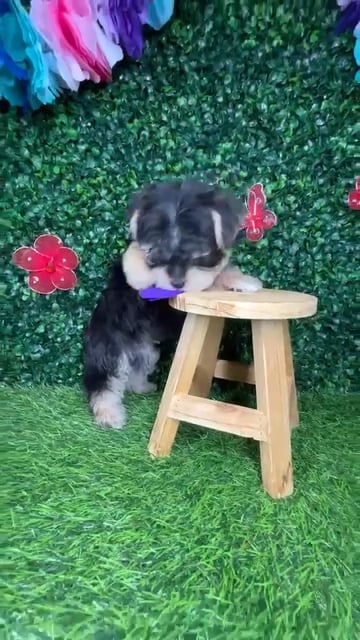 Male Morkie puppy named *Phil* for sale at Puppy Dreams - Mansfield. video thumbnail