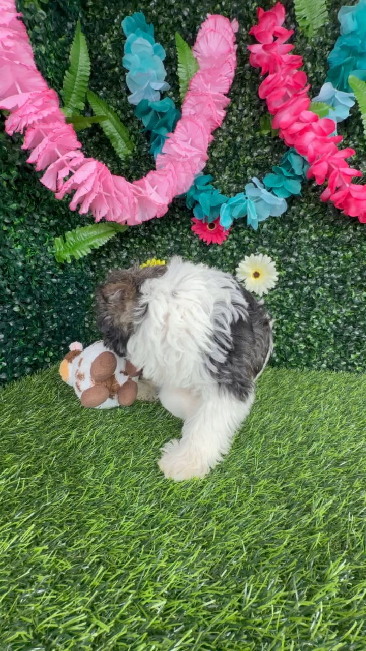 Female Mini Schnauzer puppy named Dunkalatte for sale at Puppy Dreams - Denton. video thumbnail