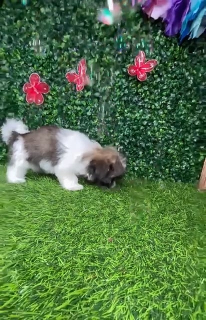 Female Teddy Bear puppy named *Margaret* for sale at Puppy Dreams - Mansfield. video thumbnail