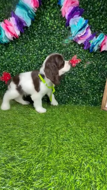 Male Cocker Spaniel puppy named *Charles* for sale at Puppy Dreams - Mansfield. video thumbnail