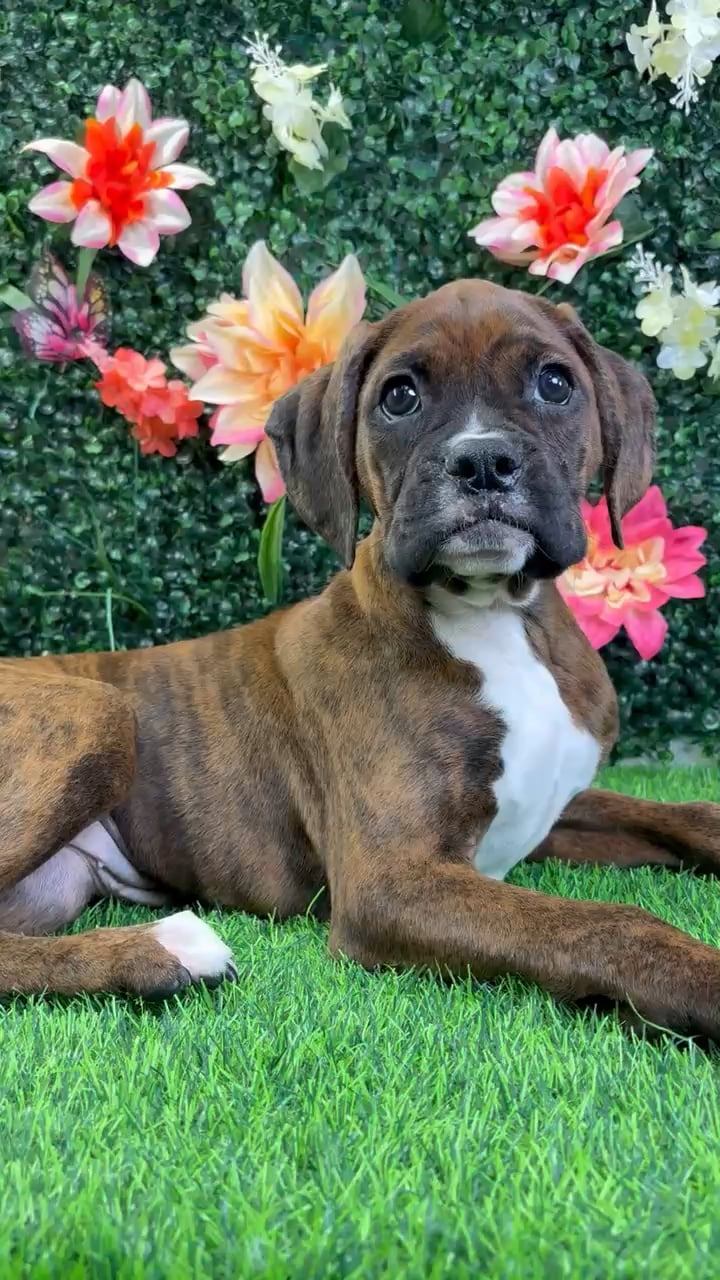 Female Boxer puppy named Quinn for sale at Puppy Dreams - Wichita West. video thumbnail