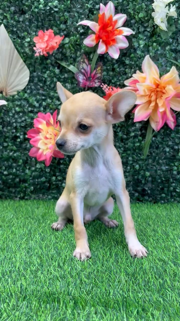 Male Chihuahua puppy named Banana for sale at Puppy Dreams - Wichita West. video thumbnail