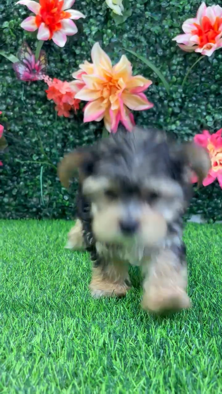 Male Morkie puppy named Stitch for sale at Puppy Dreams - Wichita West. video thumbnail