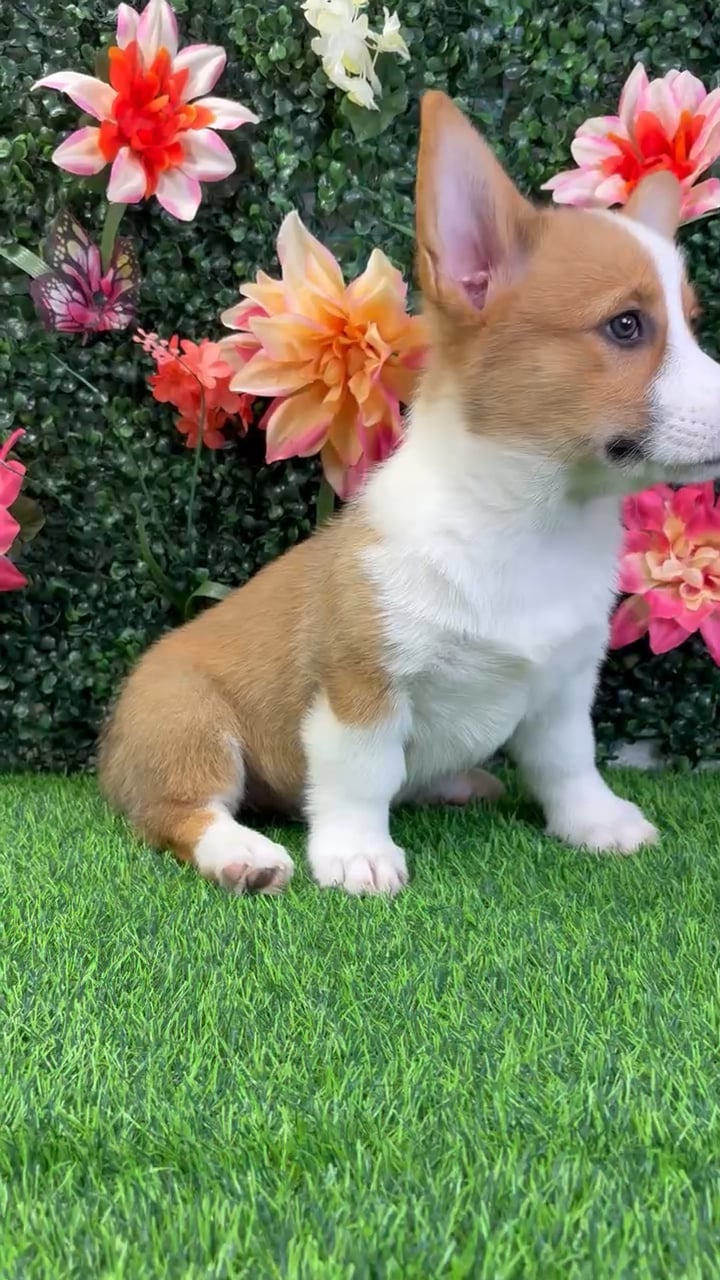 Male Pembroke Welsh Corgi puppy named Wrangler for sale at Puppy Dreams - Wichita West. video thumbnail