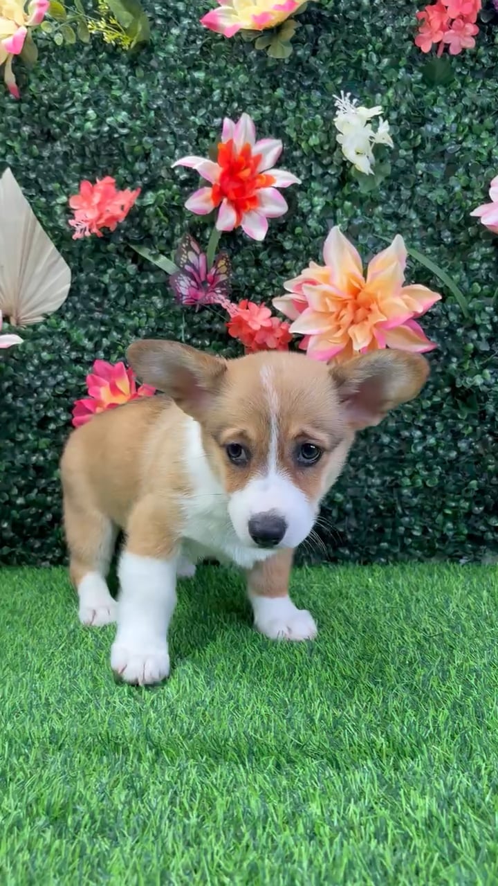 Female Pembroke Welsh Corgi puppy named Levi for sale at Puppy Dreams - Wichita West. video thumbnail