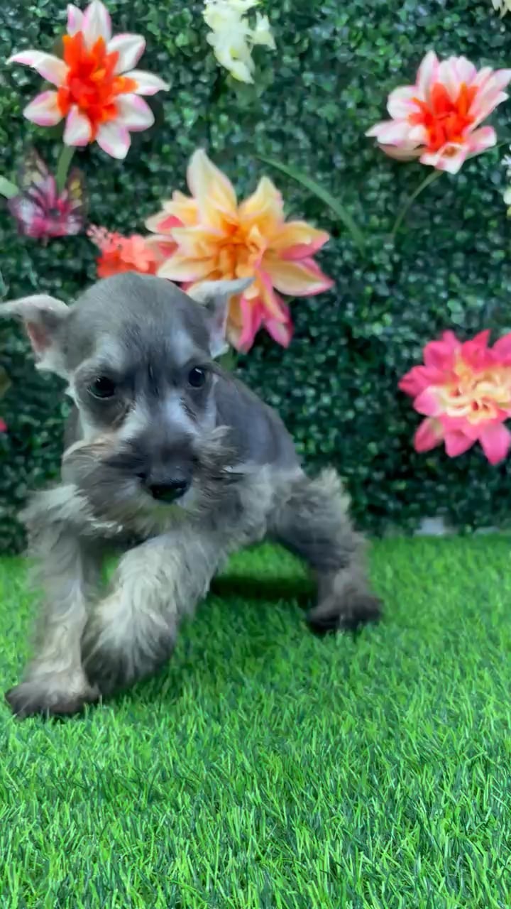 Male Mini Schnauzer puppy named Sinclair for sale at Puppy Dreams - Wichita West. video thumbnail