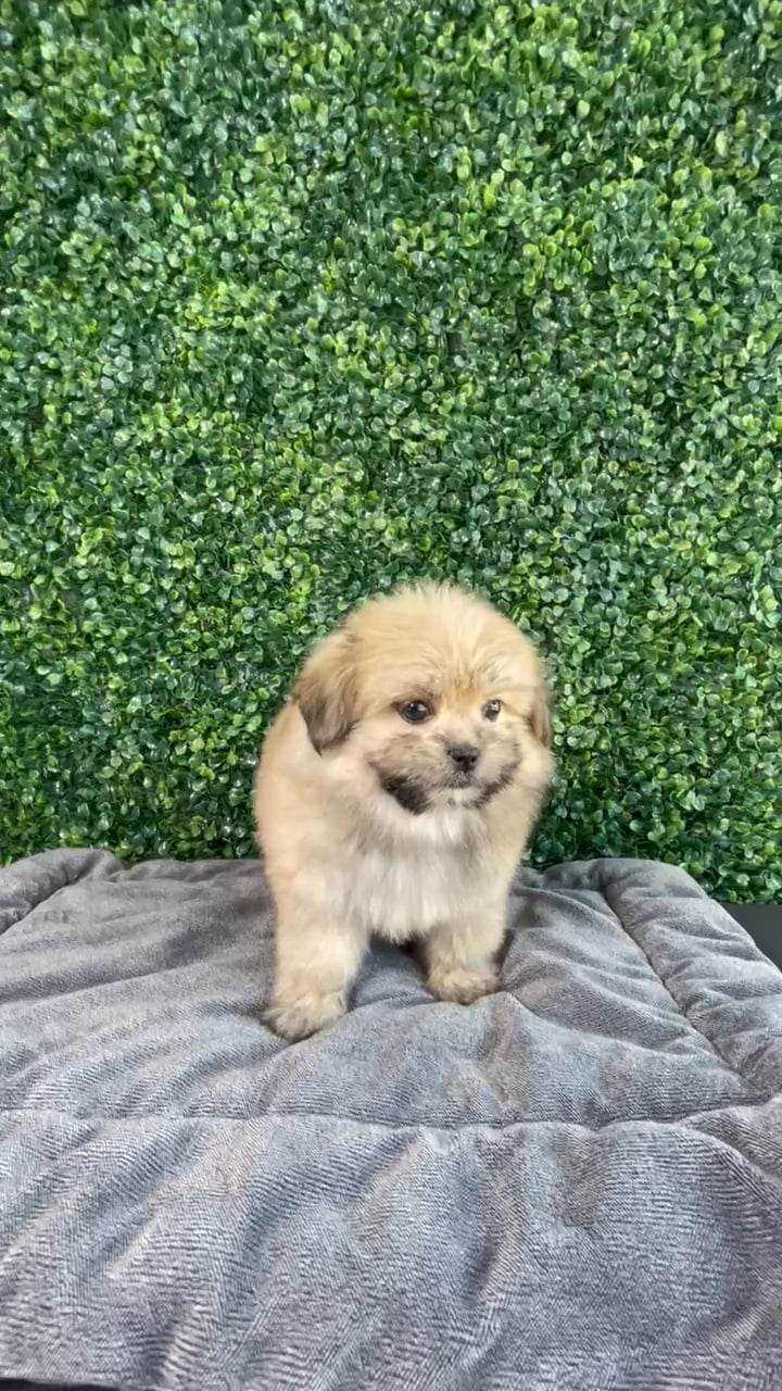 Female Shih Tzu-Pom puppy named Dory for sale at Puppy Dreams - West Little Rock. video thumbnail