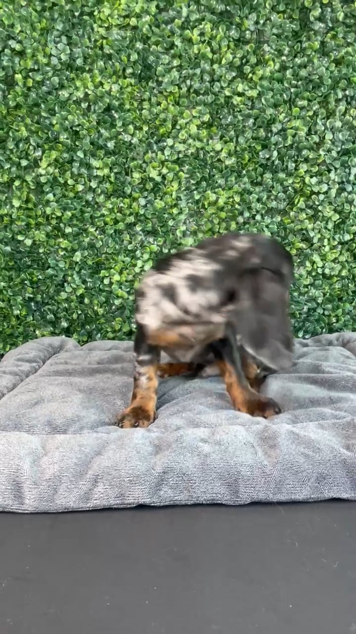Male Dachshund puppy named Forky for sale at Puppy Dreams - West Little Rock. video thumbnail
