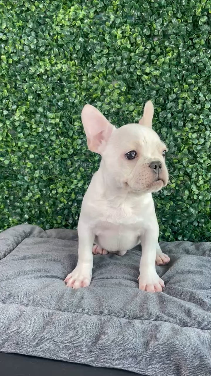 Male French Bulldog puppy named Timon for sale at Puppy Dreams - West Little Rock. video thumbnail
