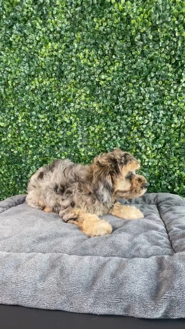 Female Cockapoo puppy named Nala for sale at Puppy Dreams - West Little Rock. video thumbnail