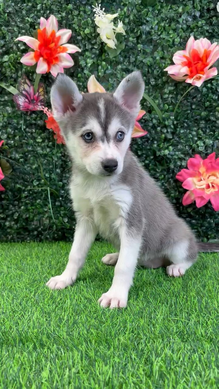 Female Alaskan Klee Kai puppy named Ash for sale at Puppy Dreams - Wichita West. video thumbnail