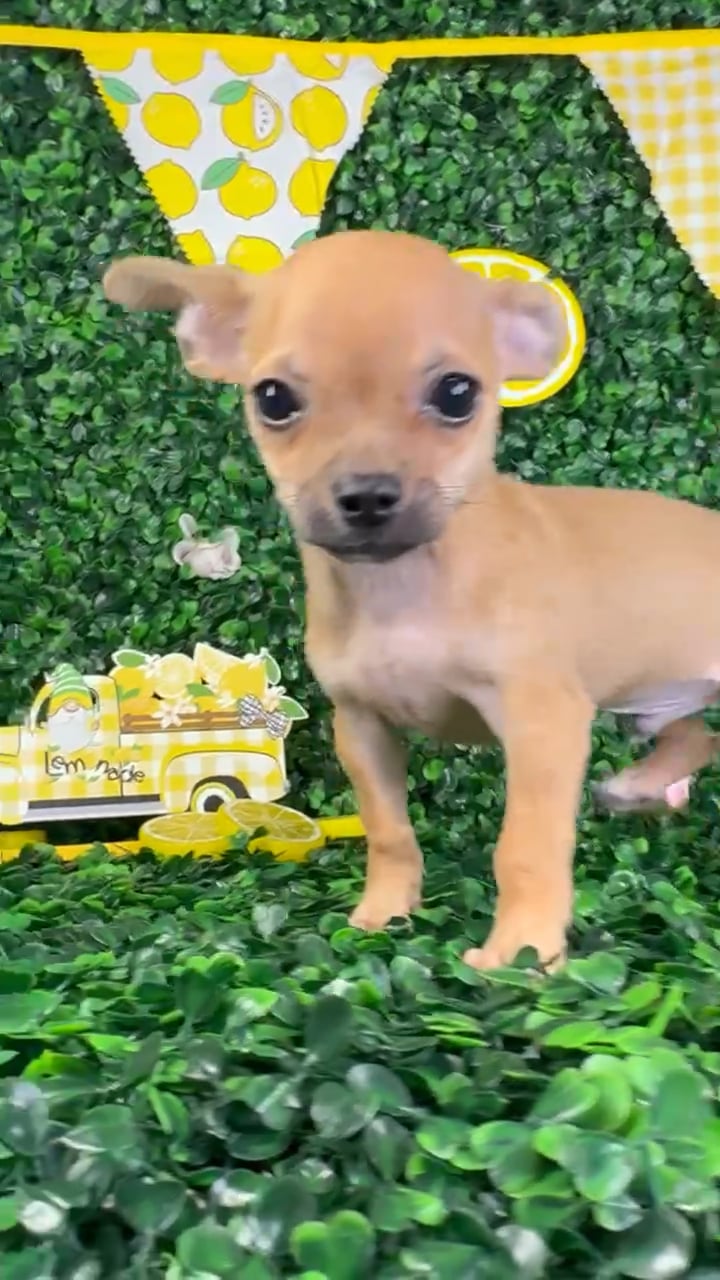 Male Chihuahua puppy named Romeo for sale at Puppy Dreams - North Richland Hills. video thumbnail