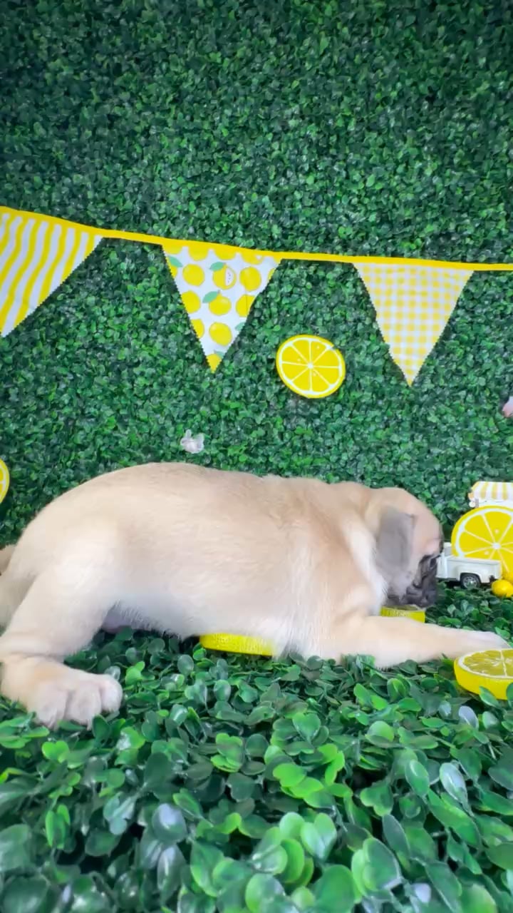 Female Pug puppy named Lola for sale at Puppy Dreams - North Richland Hills. video thumbnail