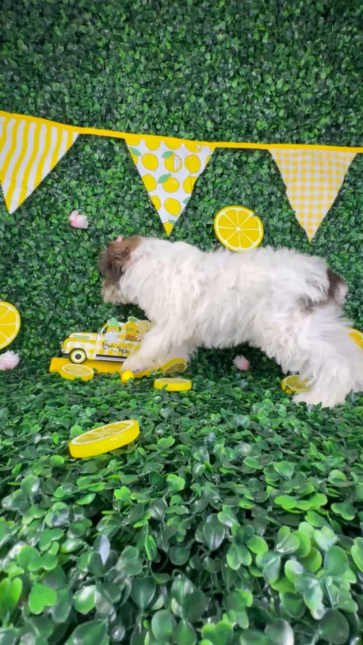 Female Mini Schnauzer puppy named Ruby for sale at Puppy Dreams - North Richland Hills. video thumbnail