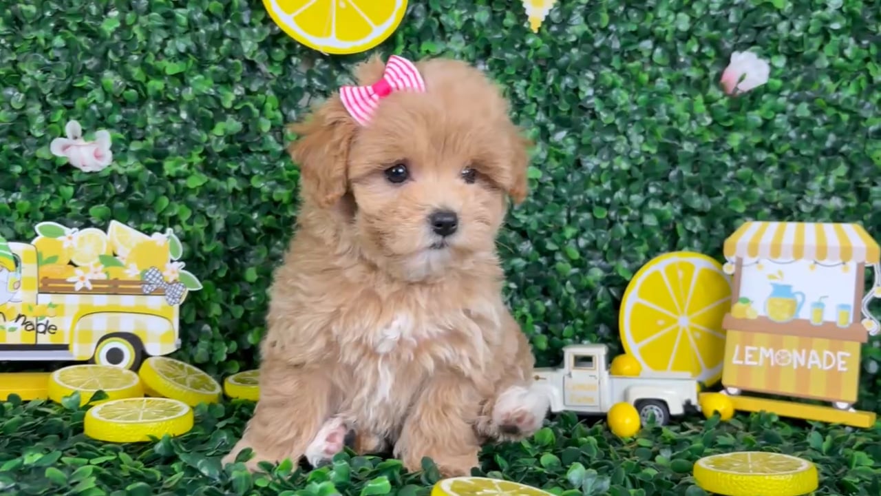 Female Maltipoo puppy named Tina for sale at Puppy Dreams - North Richland Hills. video thumbnail