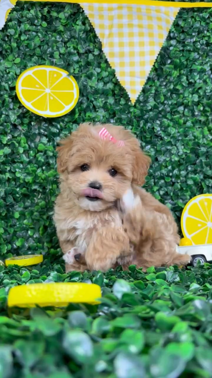 Female Maltipoo puppy named Amy for sale at Puppy Dreams - North Richland Hills. video thumbnail