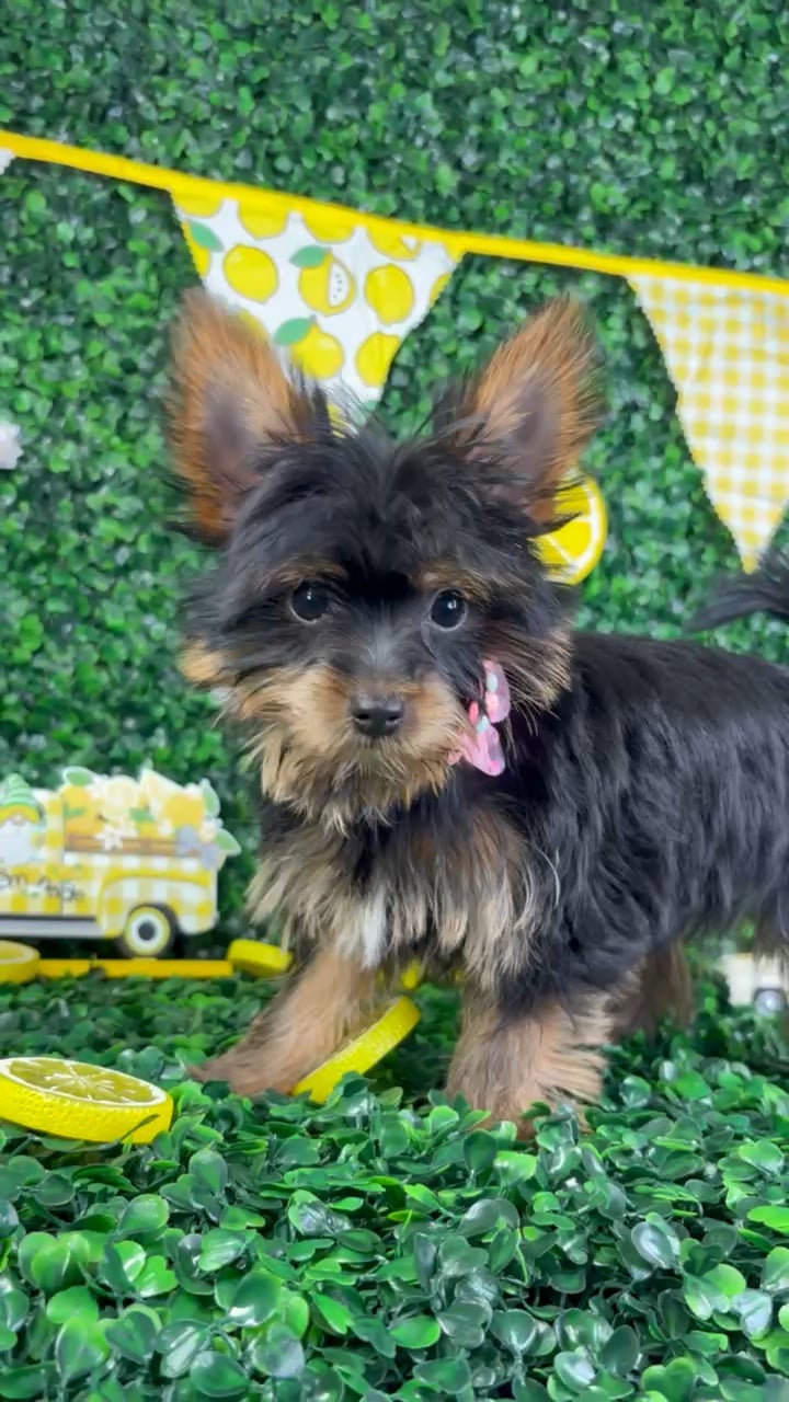 Female Yorkie-Pom puppy named Lexi for sale at Puppy Dreams - North Richland Hills. video thumbnail
