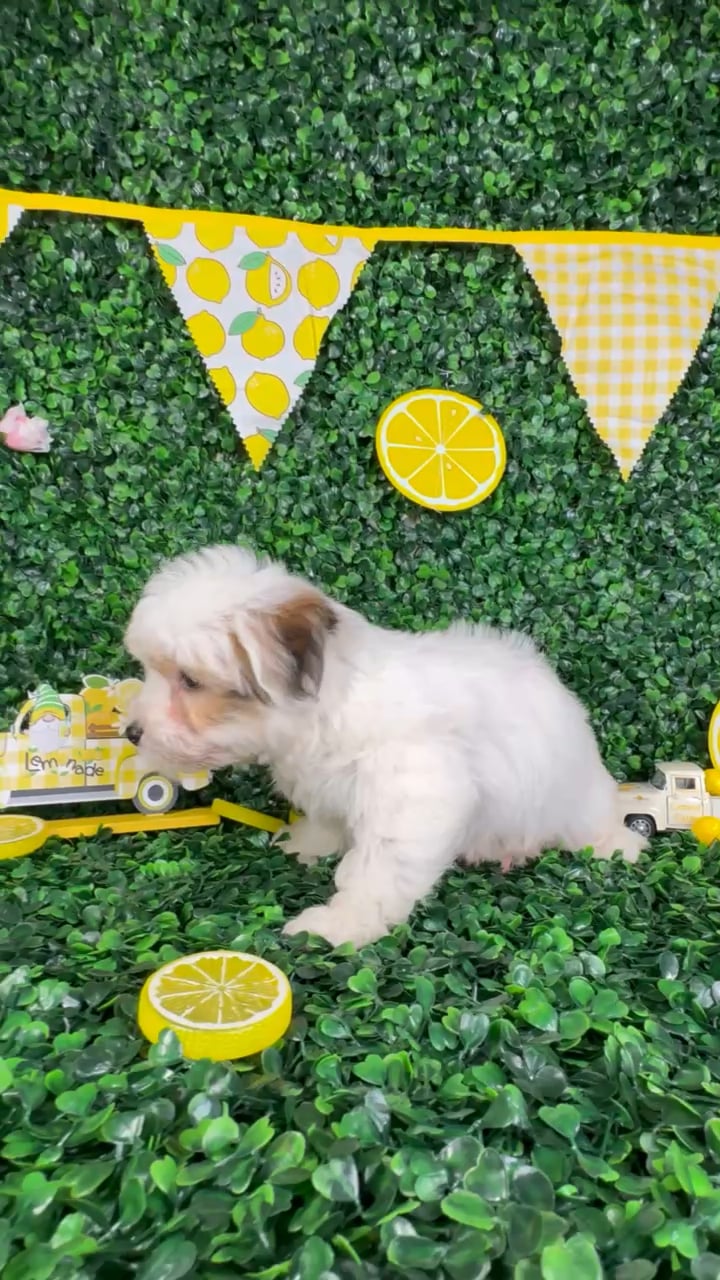 Male Yochon puppy named Tommy for sale at Puppy Dreams - North Richland Hills. video thumbnail