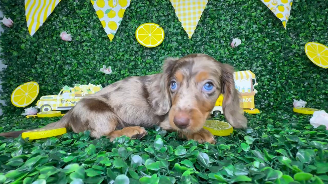 Male Dachshund puppy named Mickey for sale at Puppy Dreams - North Richland Hills. video thumbnail