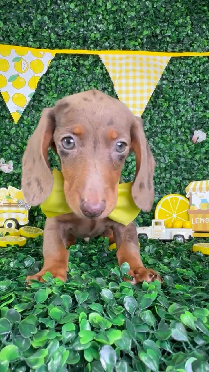 Male Dachshund puppy named Choco for sale at Puppy Dreams - North Richland Hills. video thumbnail