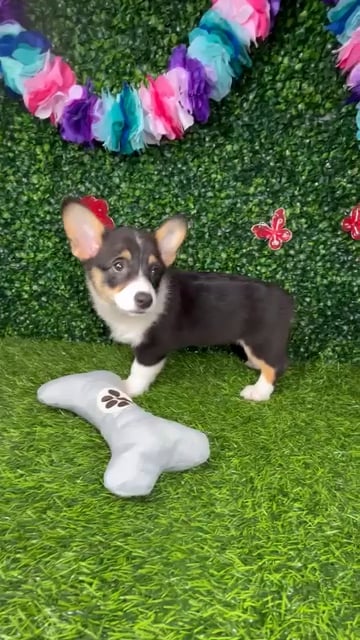 Female Pembroke Welsh Corgi puppy named *Betsy* for sale at Puppy Dreams - Mansfield. video thumbnail
