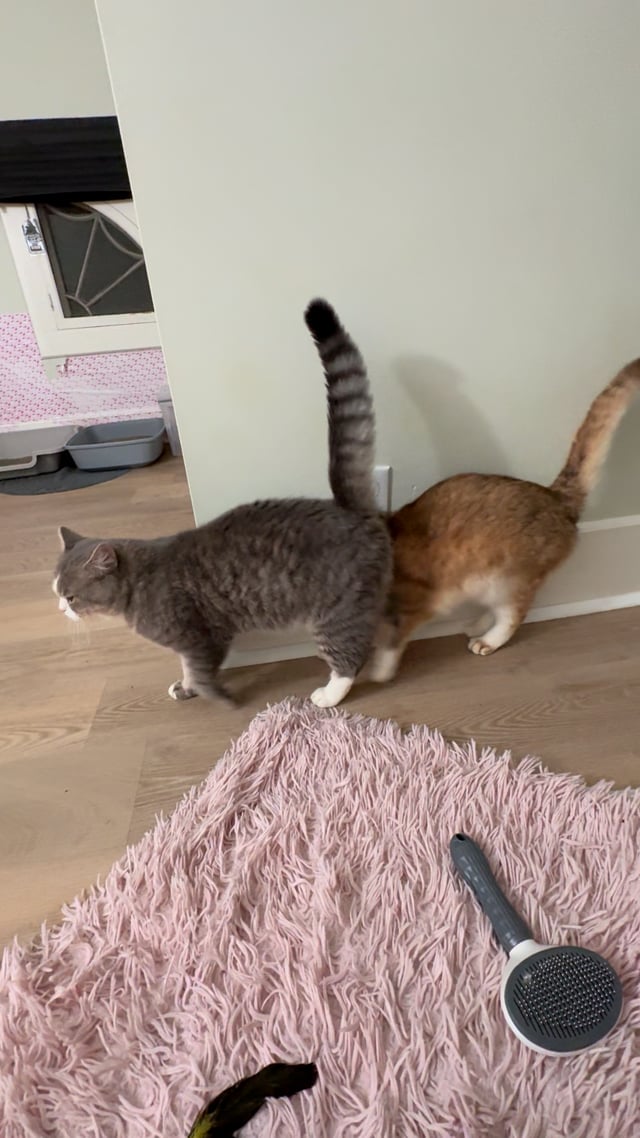 Enlarge Jeeves MUST be adopted with Nigel, a ADOPTABLE British Shorthair in Montclair, NJ video 5/6