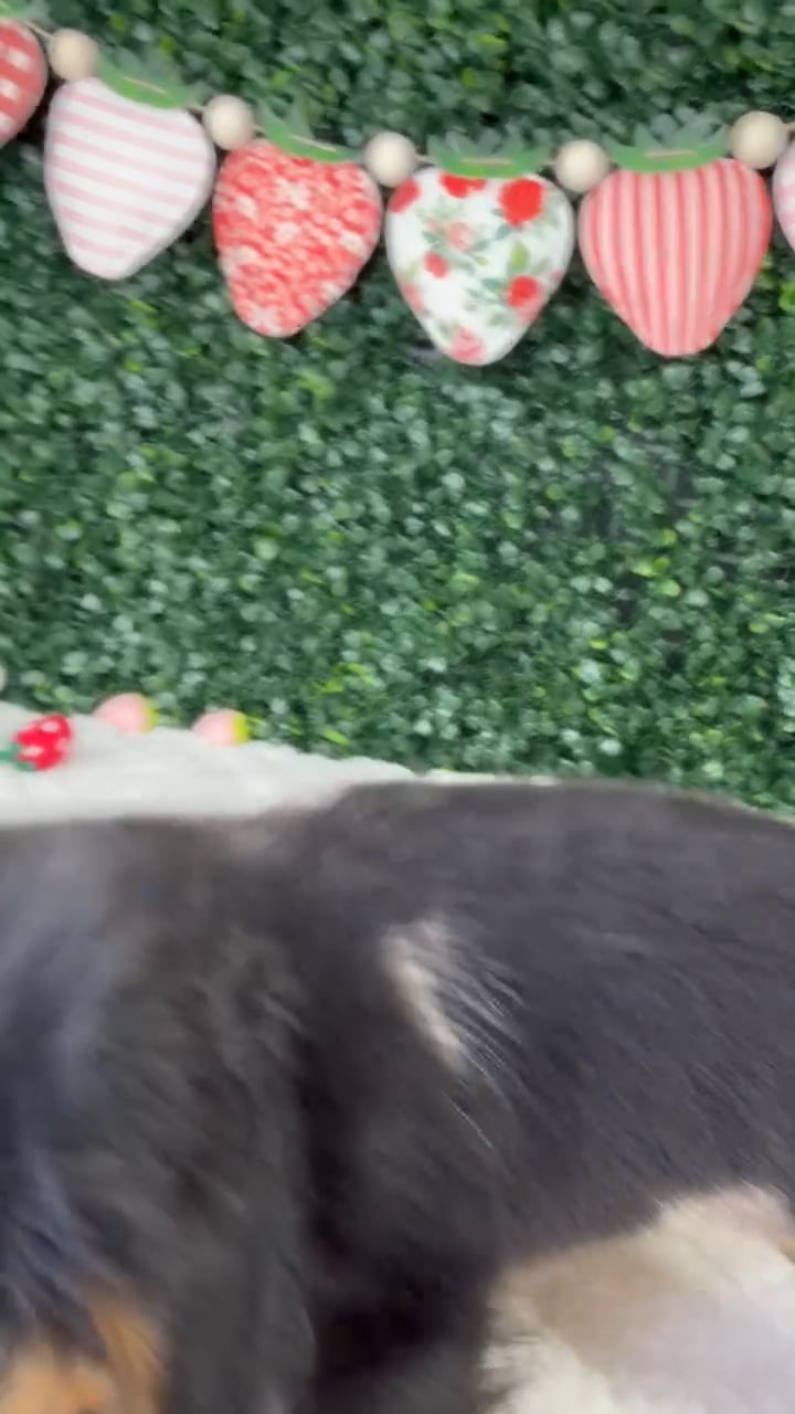 Female Dachshund puppy named Cupcake for sale at Puppy Dreams - Garland. video thumbnail