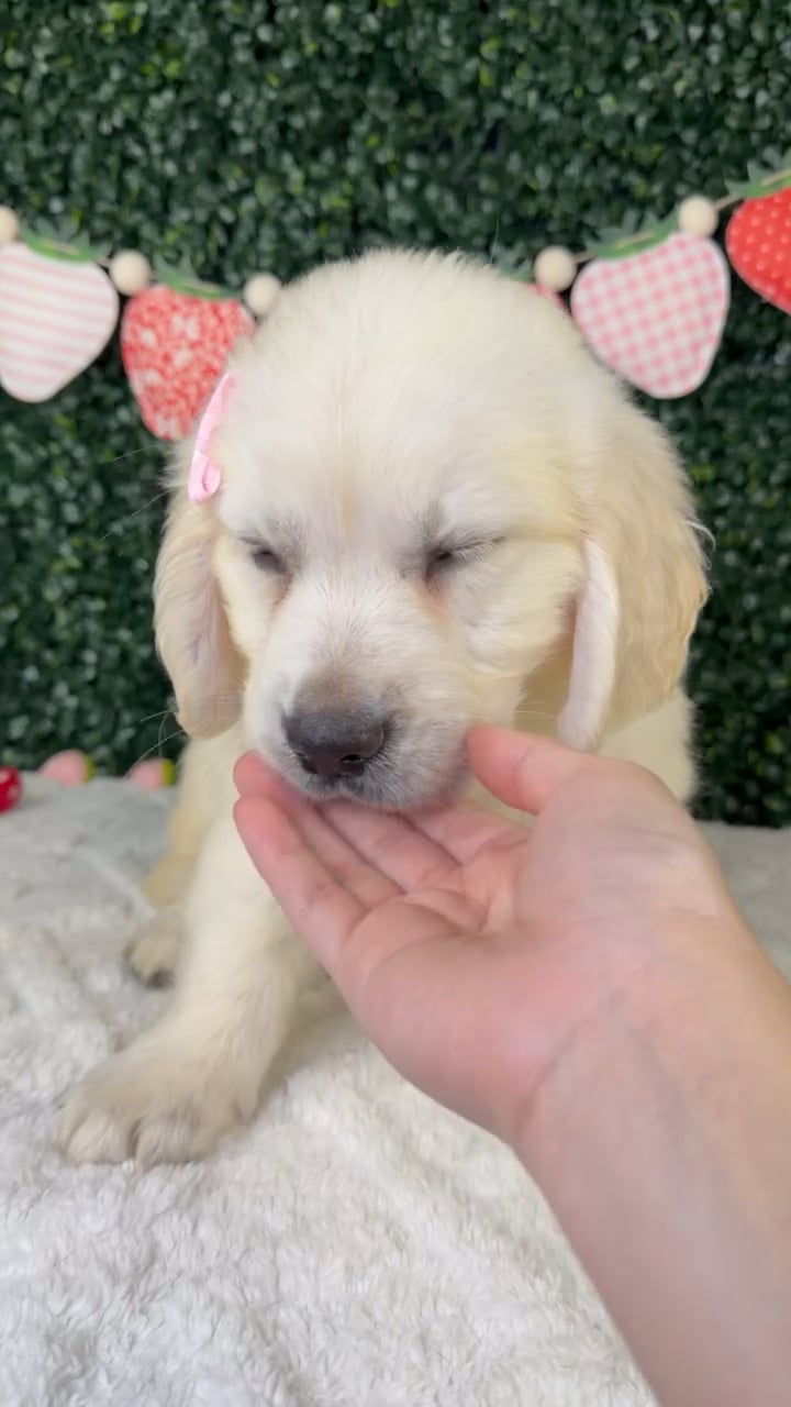 Female Golden Retriever puppy named Ruby for sale at Puppy Dreams - Garland. video thumbnail