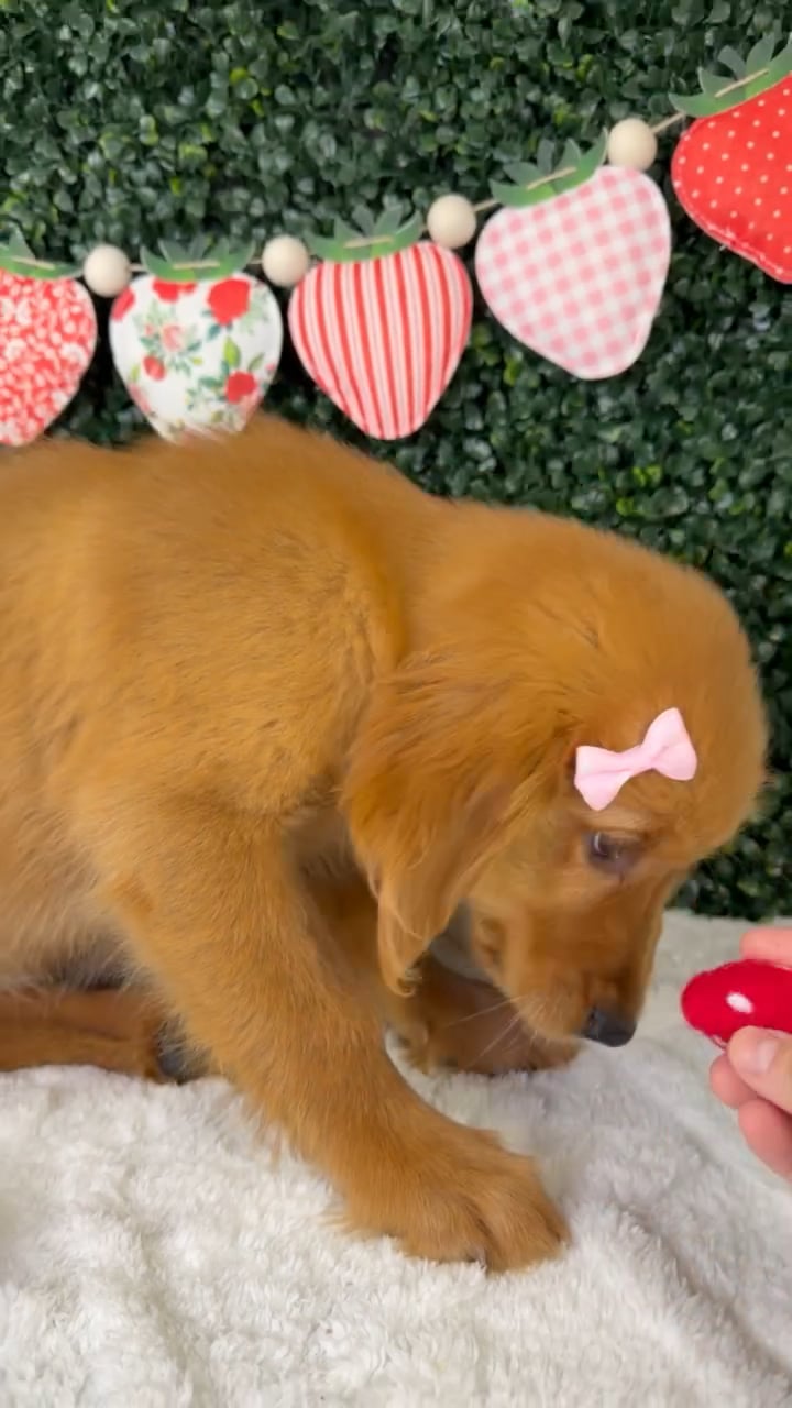 Female Golden Retriever puppy named Olive for sale at Puppy Dreams - Garland. video thumbnail