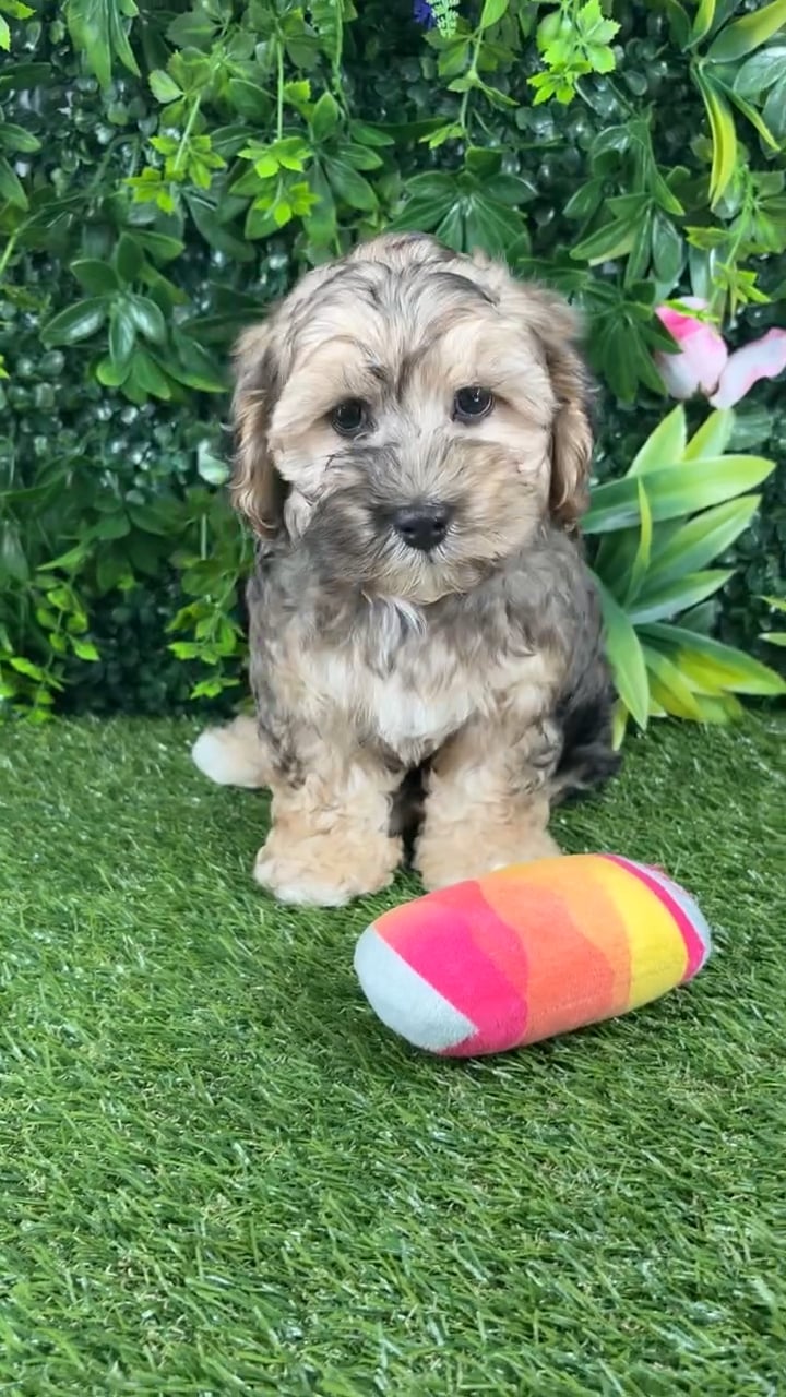 Male Cockapoo puppy named Wiley for sale at Puppy Dreams - Katy. video thumbnail