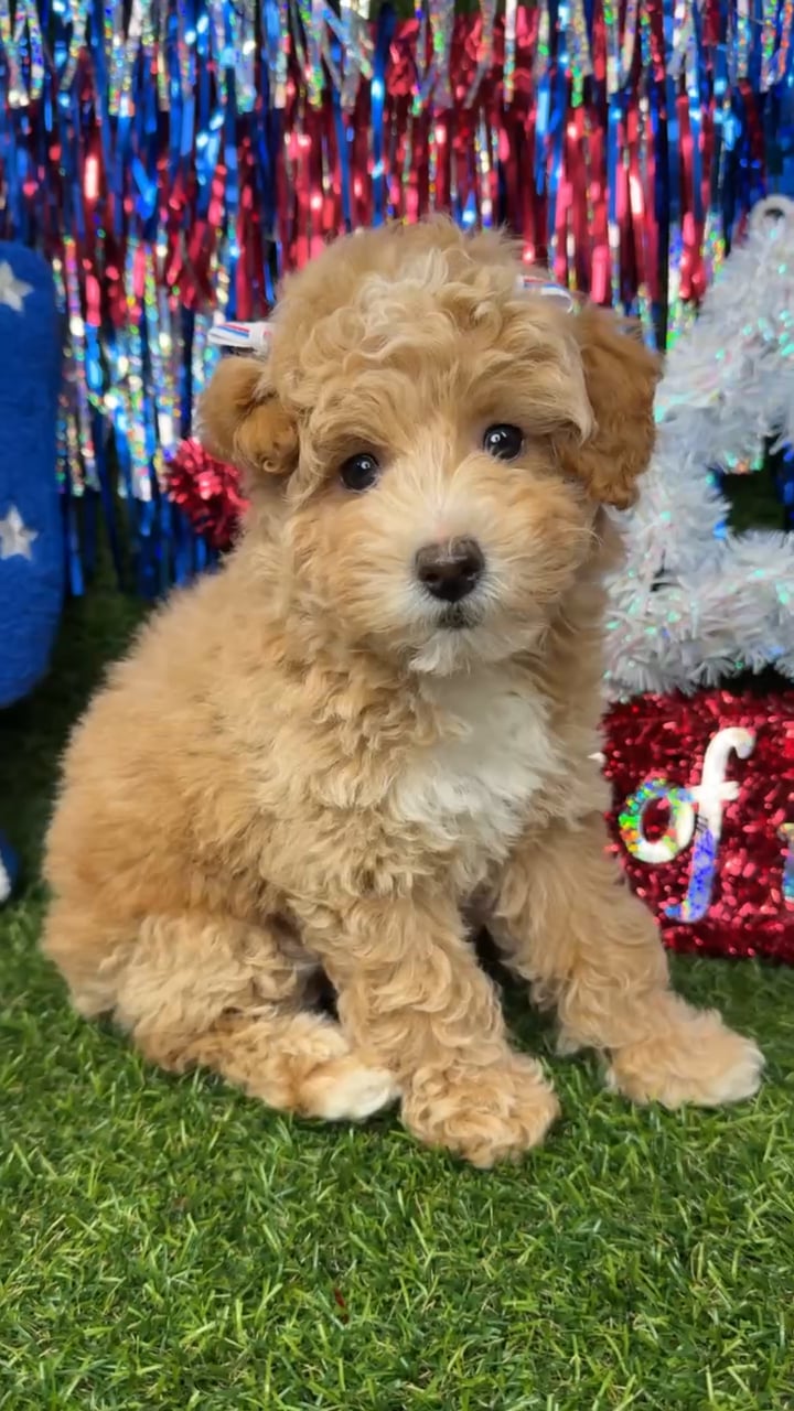 Female Poodle Toy puppy named Cream for sale at Puppy Dreams - Arlington. video thumbnail