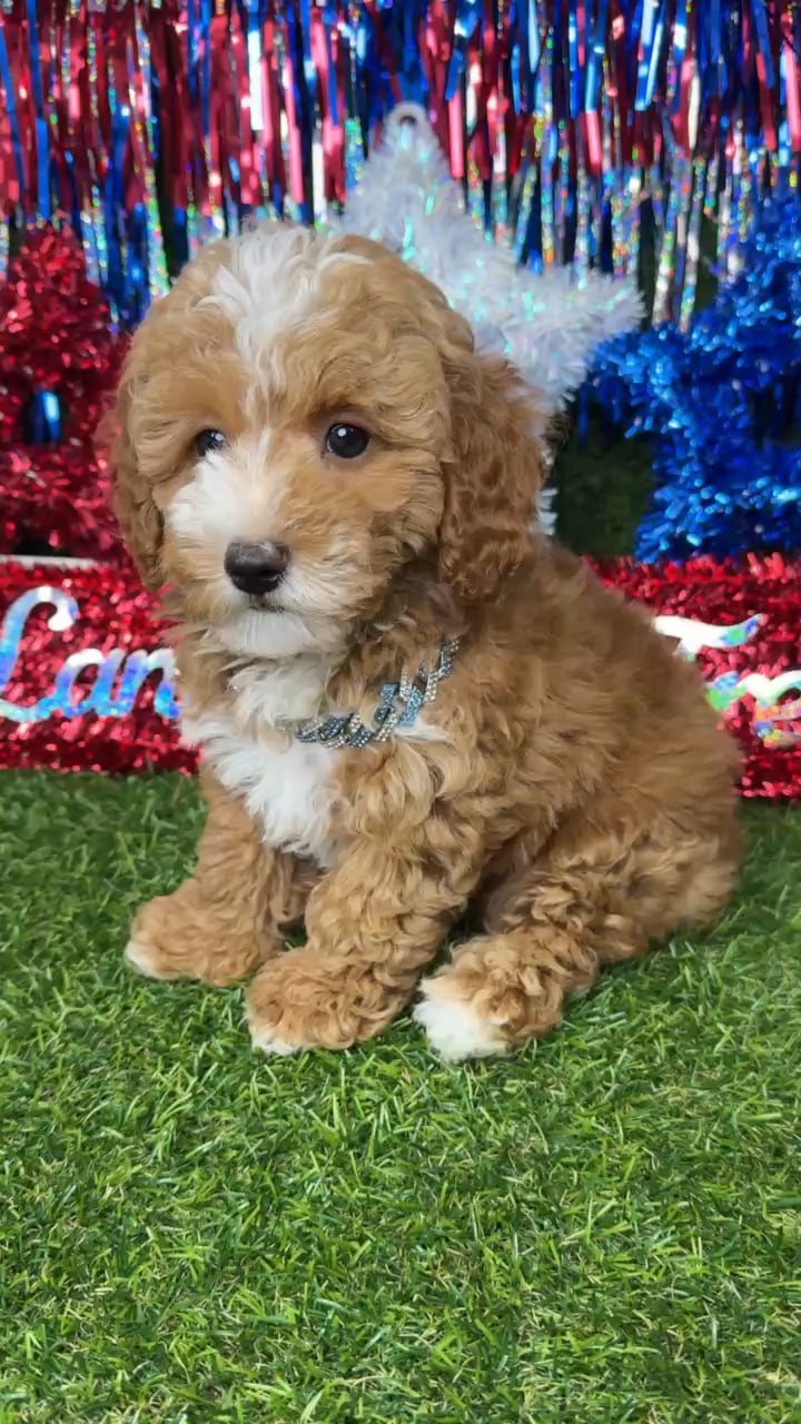 Male Poodle Toy puppy named Bagel for sale at Puppy Dreams - Arlington. video thumbnail