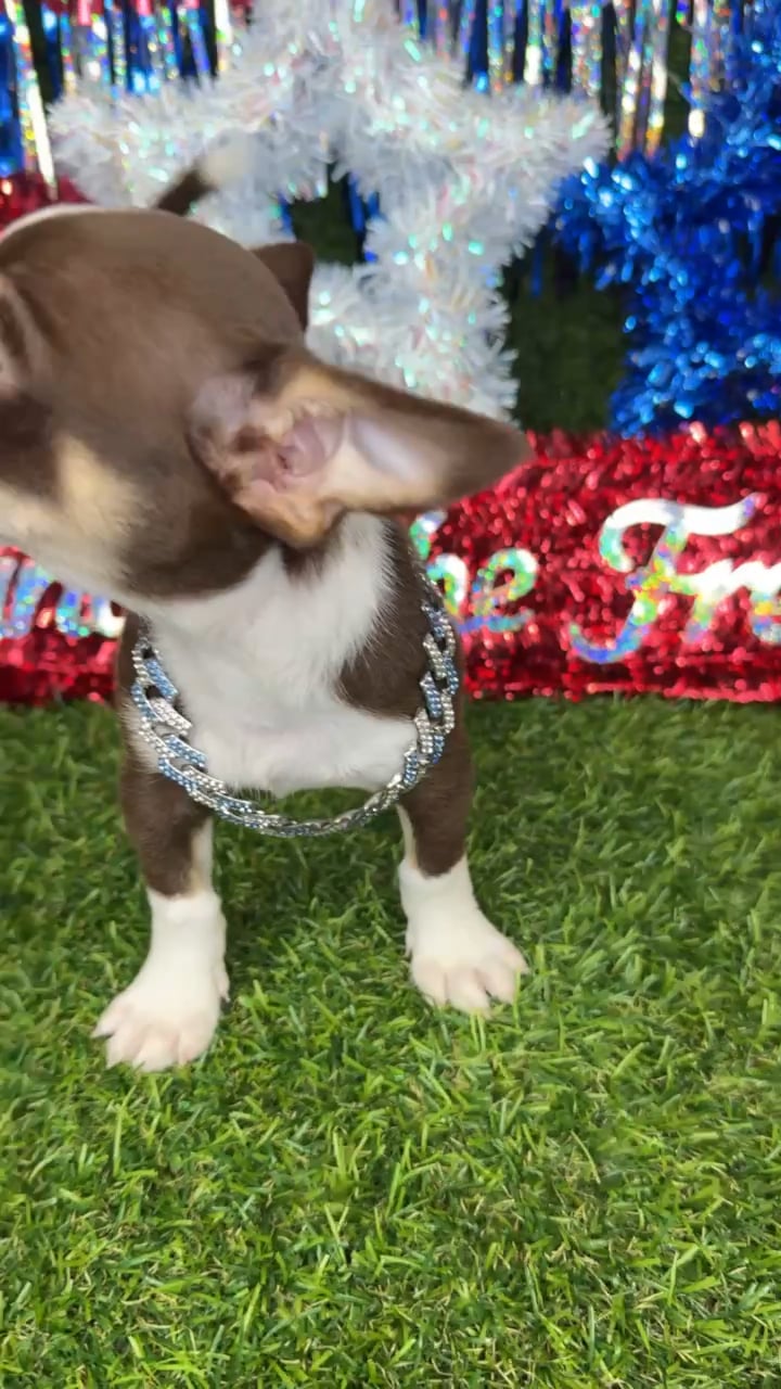 Male Chihuahua puppy named Noodle for sale at Puppy Dreams - Arlington. video thumbnail