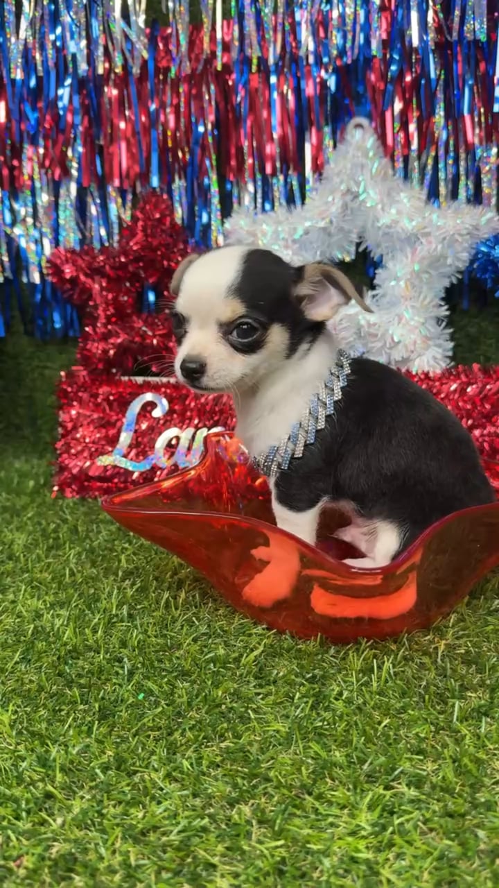 Male Chihuahua puppy named Squish for sale at Puppy Dreams - Arlington. video thumbnail