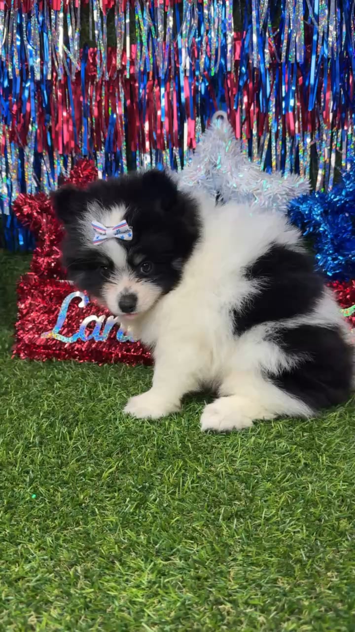 Female Pomsky puppy named Diggy for sale at Puppy Dreams - Arlington. video thumbnail