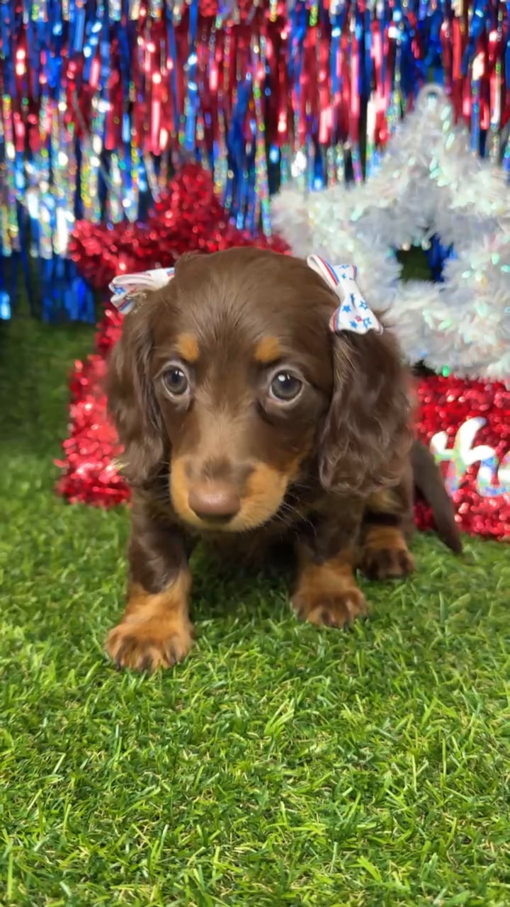 Female Dachshund puppy named Ziggy for sale at Puppy Dreams - Arlington. video thumbnail