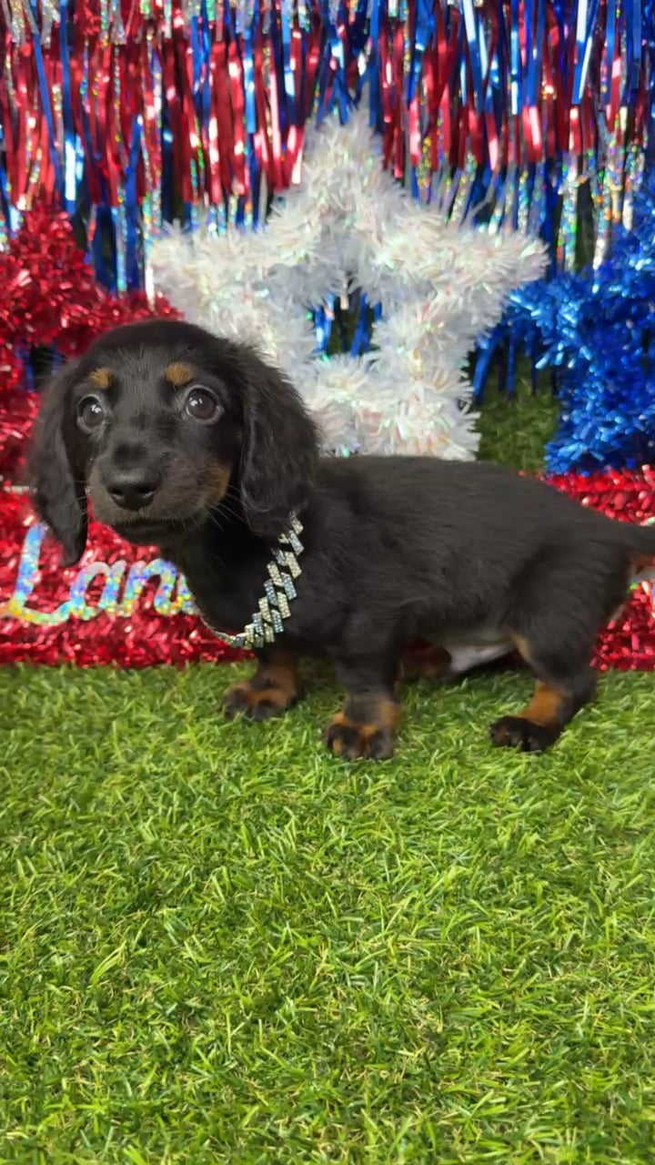 Male Dachshund puppy named Sunny for sale at Puppy Dreams - Arlington. video thumbnail