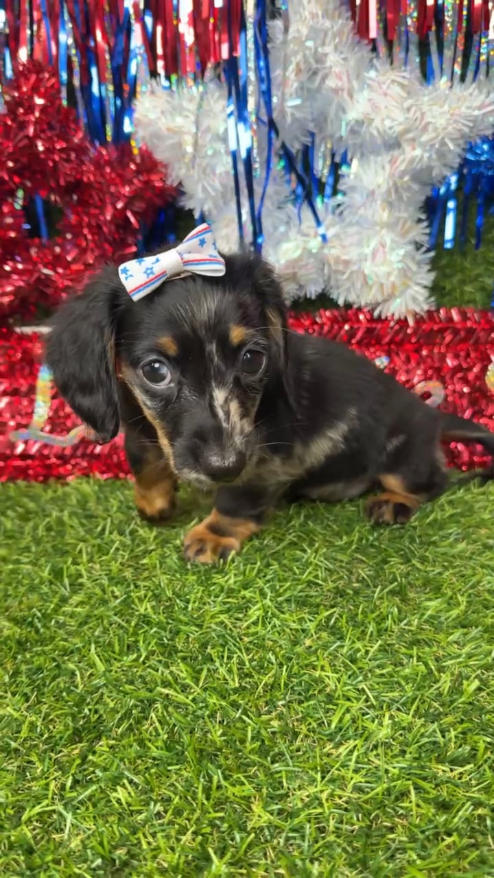 Female Dachshund puppy named Storm for sale at Puppy Dreams - Arlington. video thumbnail