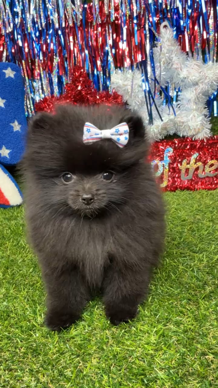 Female Pomeranian puppy named Dumpling for sale at Puppy Dreams - Arlington. video thumbnail