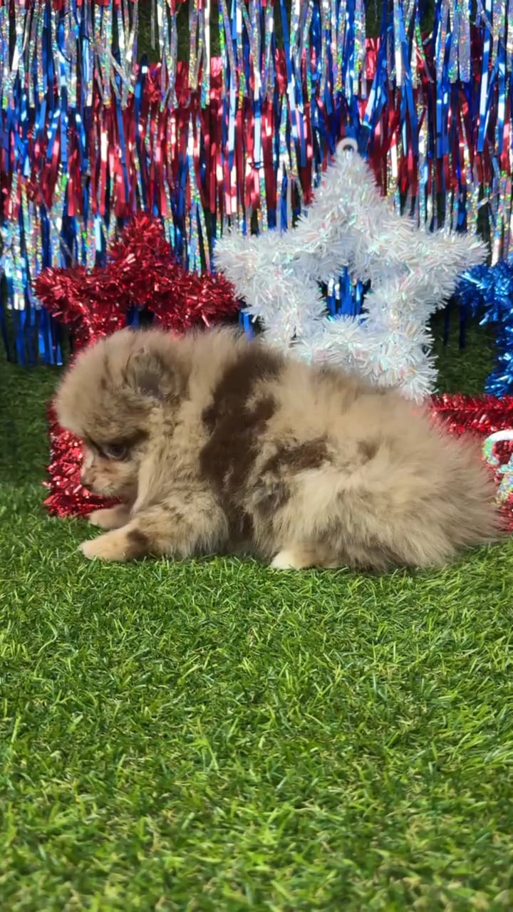 Male Pomeranian puppy named Cashew for sale at Puppy Dreams - Arlington. video thumbnail