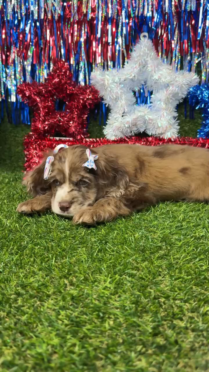 Female Cocker Spaniel puppy named Skye for sale at Puppy Dreams - Arlington. video thumbnail