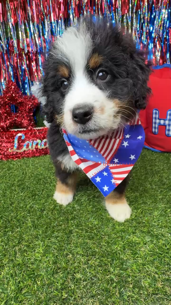 Male Bernedoodle puppy named Fuzz Ball for sale at Puppy Dreams - Arlington. video thumbnail