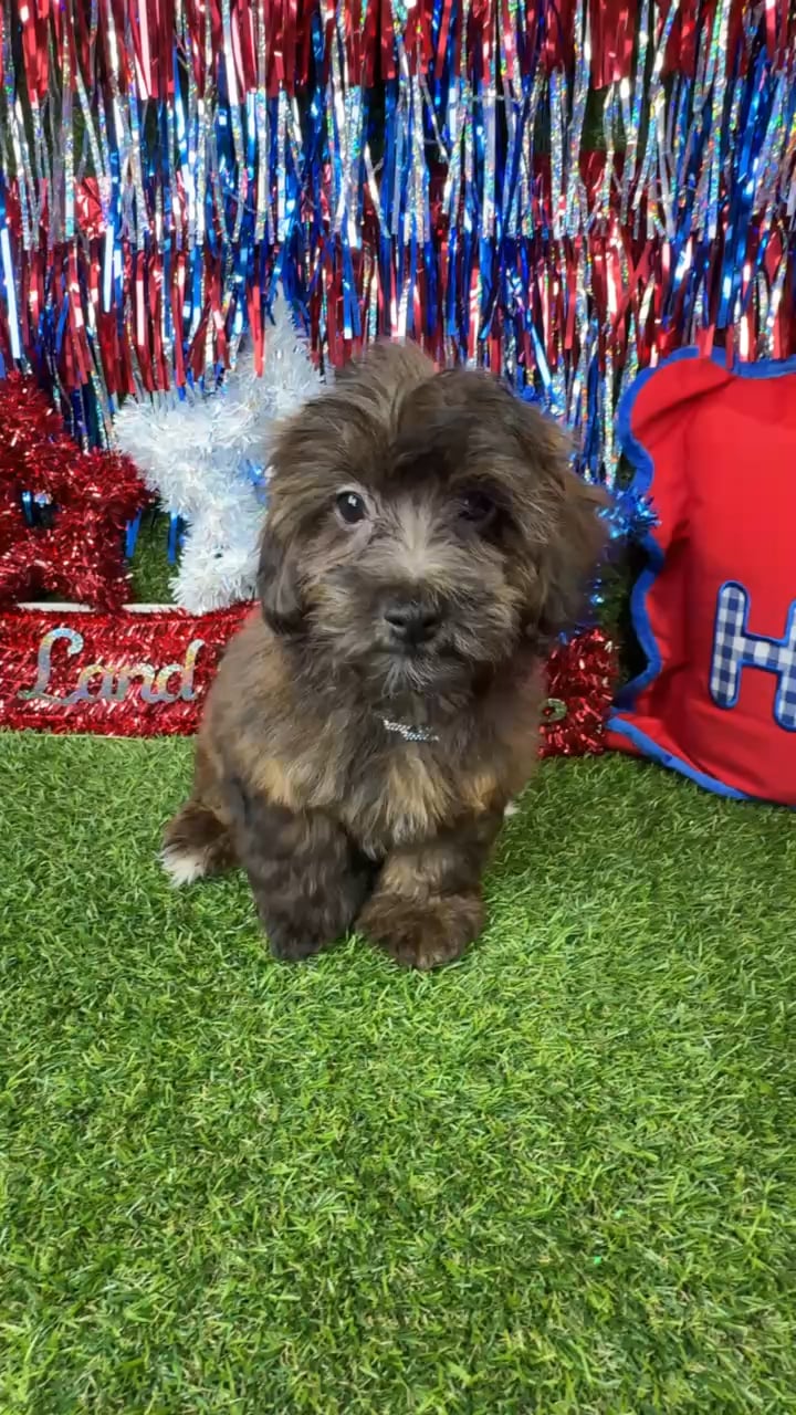 Male Havapoo puppy named Toffee for sale at Puppy Dreams - Arlington. video thumbnail
