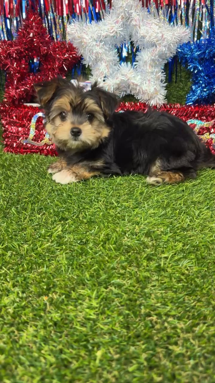 Female Morkie puppy named Callie for sale at Puppy Dreams - Arlington. video thumbnail